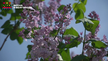 Акция «Весна в Белгороде» в детском саду Акция «Весна в Белгороде» в детском саду.